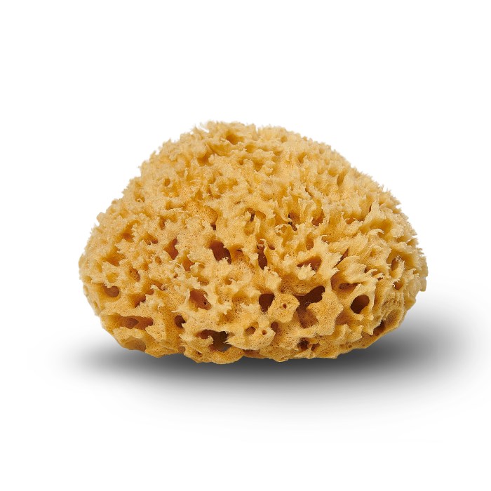 Honeycomb sponge natural sea sponges living organic cocoon