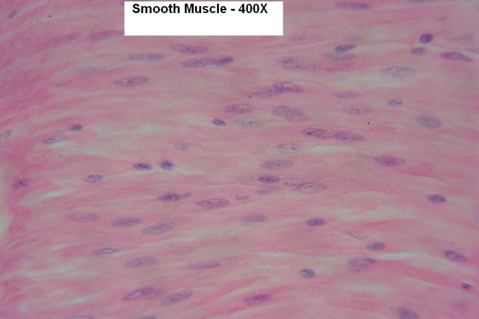 Smooth muscle under microscope 400x