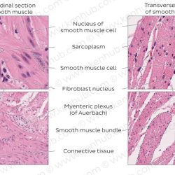 Cardiac microscope myocardium fibers skeletal smartworld muscolo