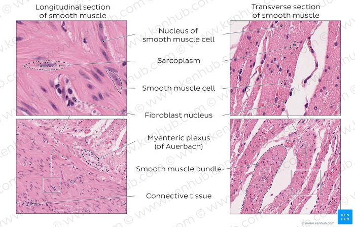 Cardiac microscope myocardium fibers skeletal smartworld muscolo