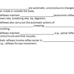 Exercise 21 human reflex physiology