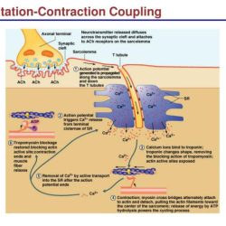 Events sequence excitation coupling contraction solved smooth muscle correct associated review answers transcribed problem text been show has